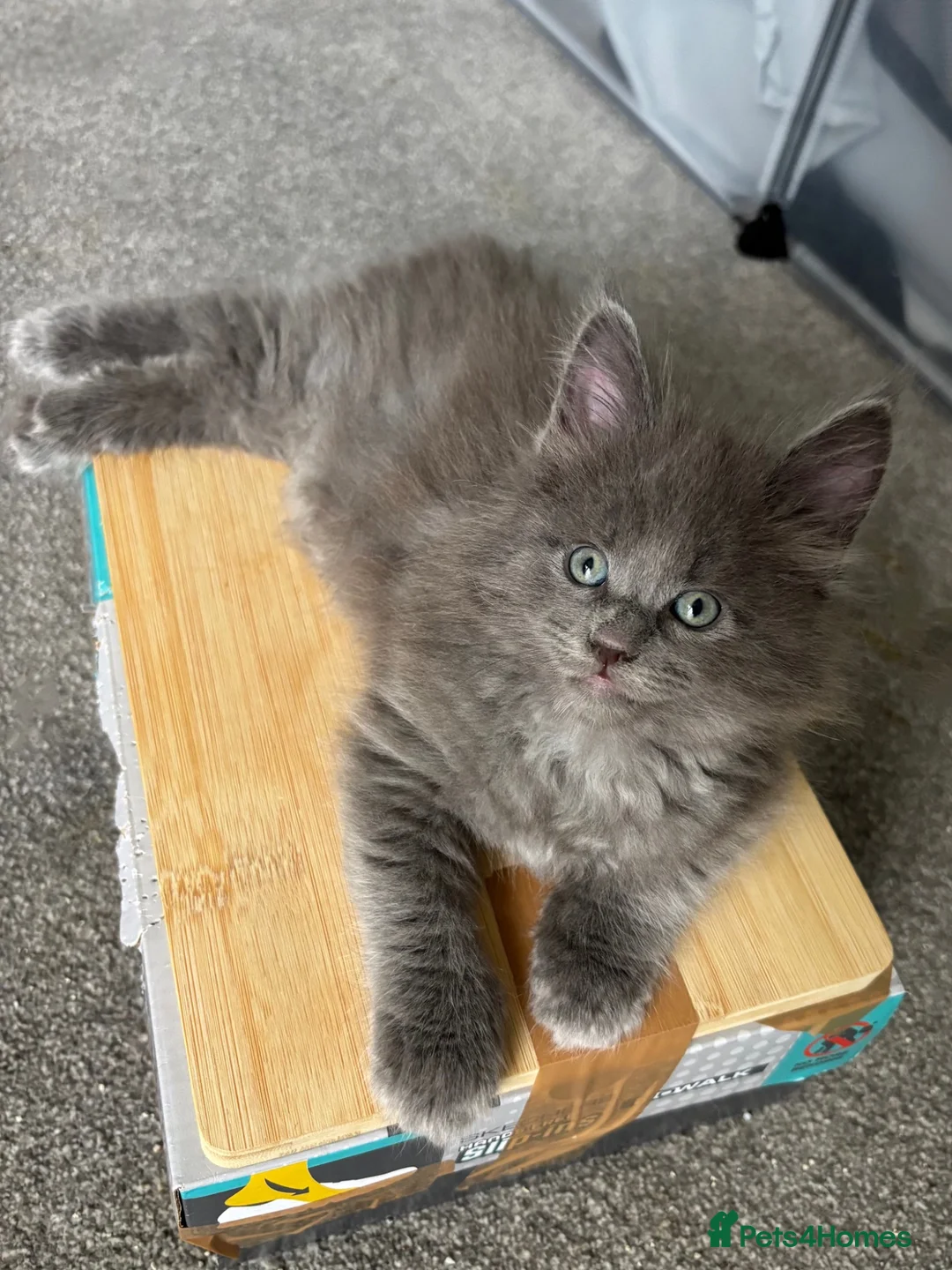 Maine Coon cats for sale: 🩷Beautiful Pedigree TICA Registered Maine Coons🩷 - Advert 2
