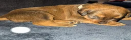 Boxweiler dogs for sale: Boxer x Rottweiler puppies  - Advert 3