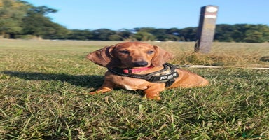 Dachshund dogs in Coventry - Advert 6