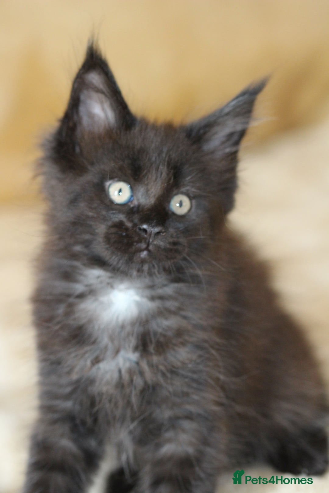 Maine Coon cats for sale: Adorable GCCF Black smoke Maine Coons kittens  - Image 12