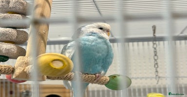 Budgerigars birds Budgies for sale male and female 6 months old - Advert 7
