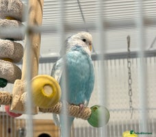 Budgerigars birds Budgies for sale male and female 6 months old - Advert 7