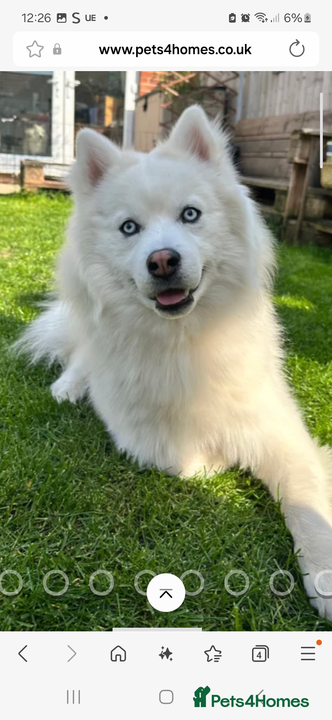 Pomsky dogs for sale: The perfect Blue eyed pomskys  - Advert 18