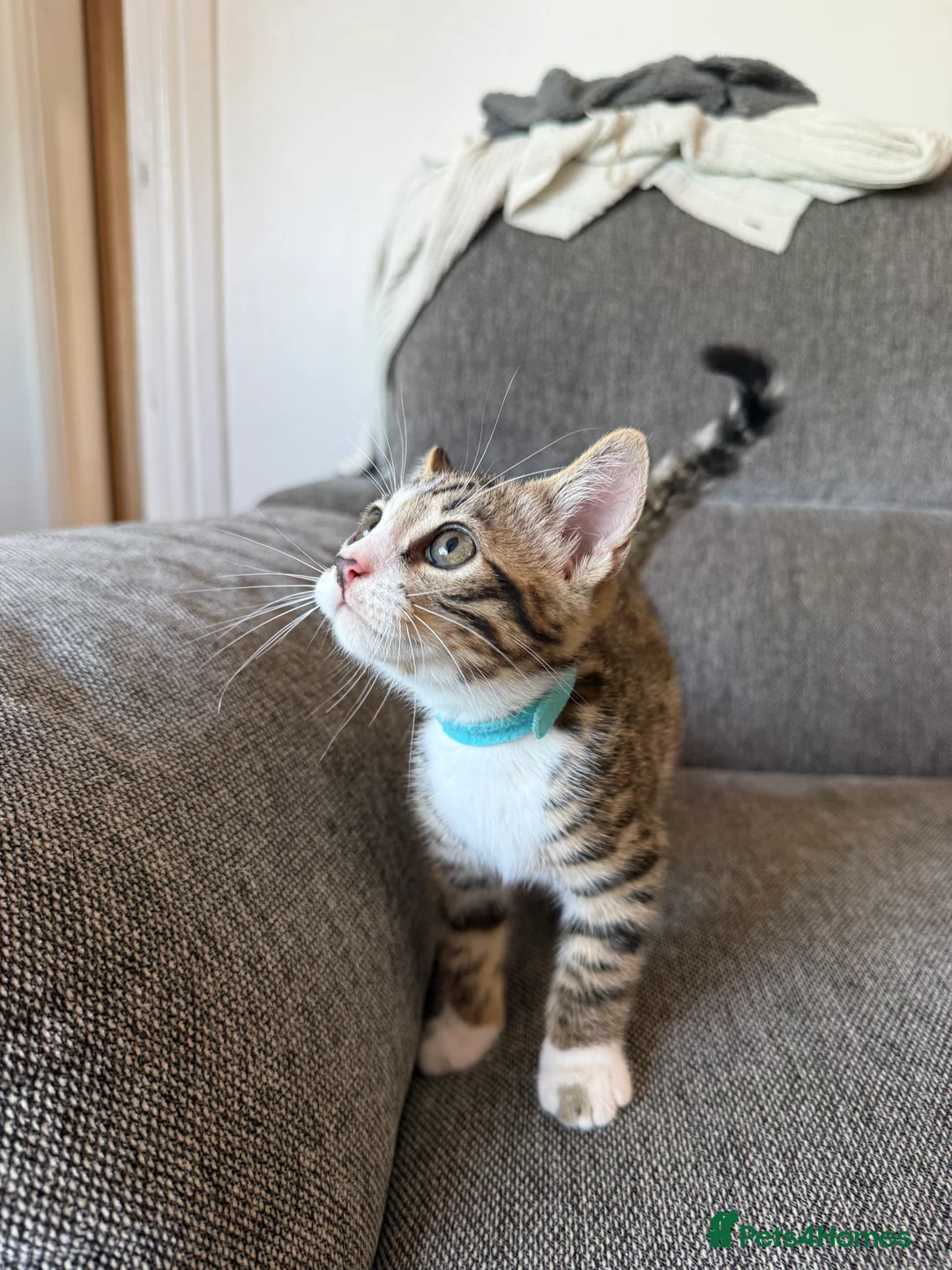 Bengal cats for sale: 4 x Beautiful Male Bengal Cross - Advert 2