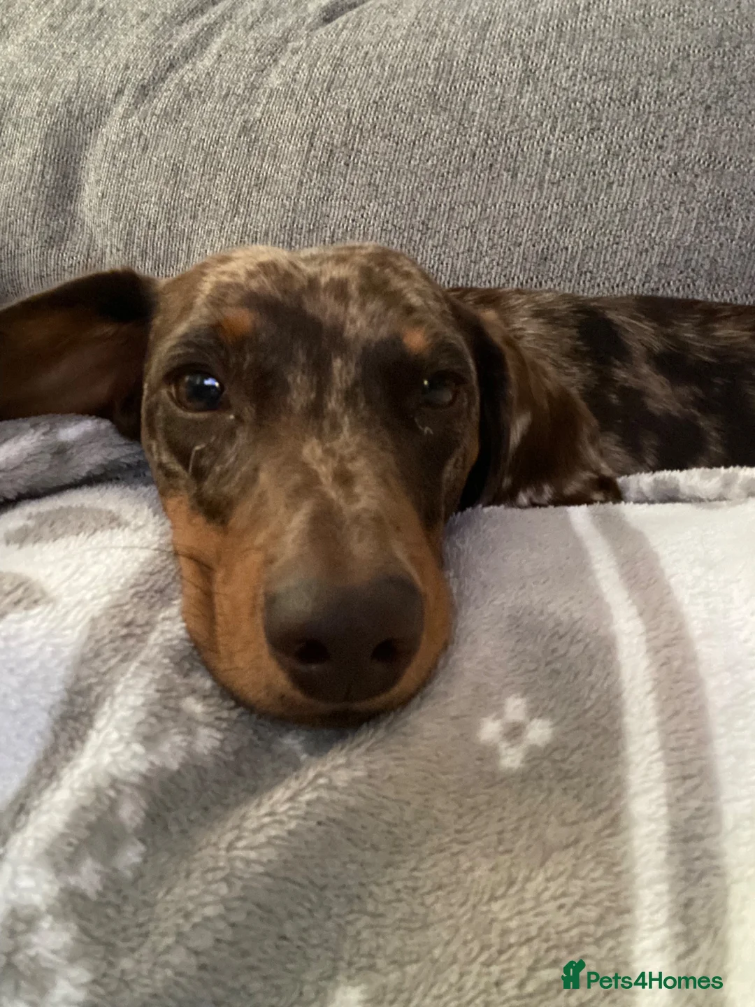 Miniature Dachshund dogs for sale: 4yr Female mini dachshund  in Frome - Advert 4