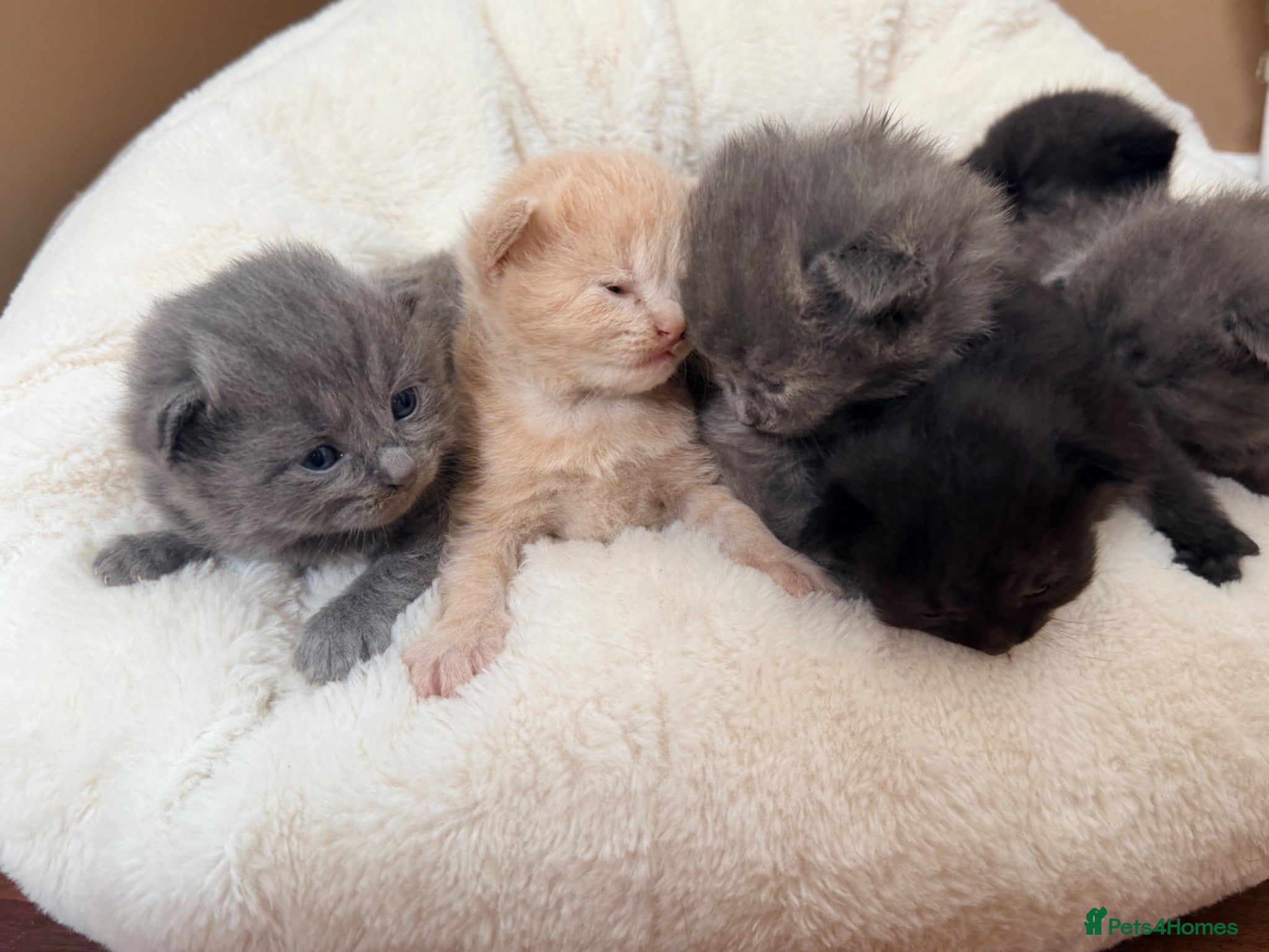 Mixed Breed cats British shorthair ragdoll mix  - Advert 6