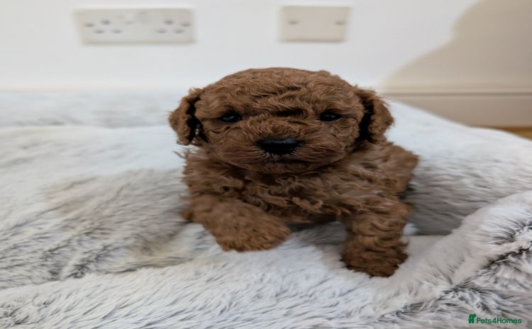 Toy Poodle dogs - Advert 6