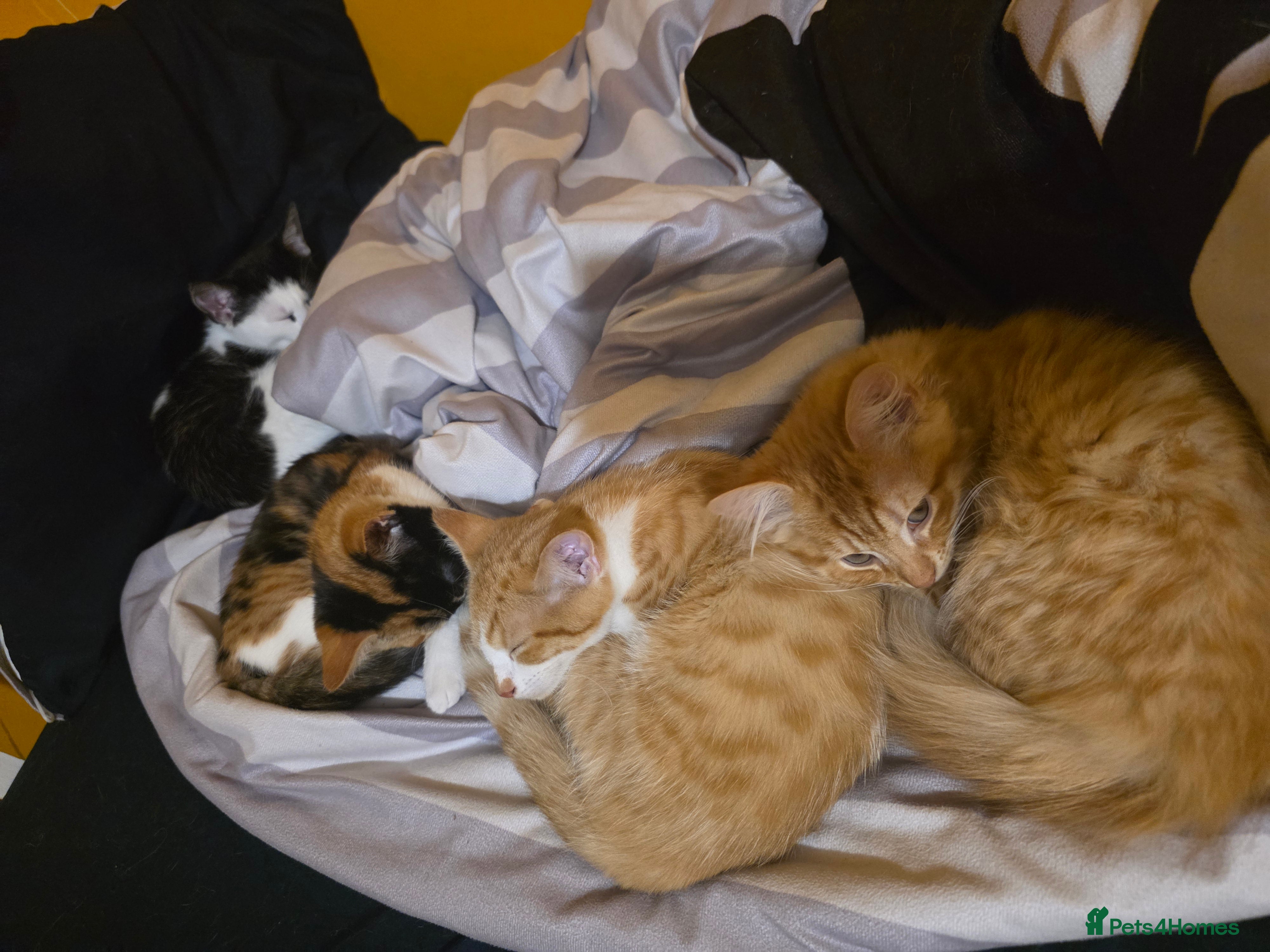 British Longhair cats 4 cute little kittins - Advert 9