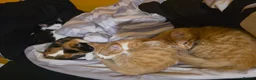 British Longhair cats for sale: 4 cute little kittins in Glasgow - Advert 1