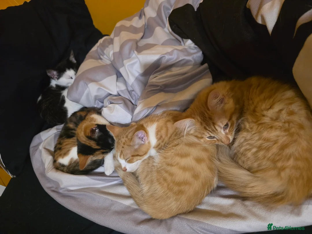 British Longhair cats for sale: 4 cute little kittins in Glasgow - Advert 1