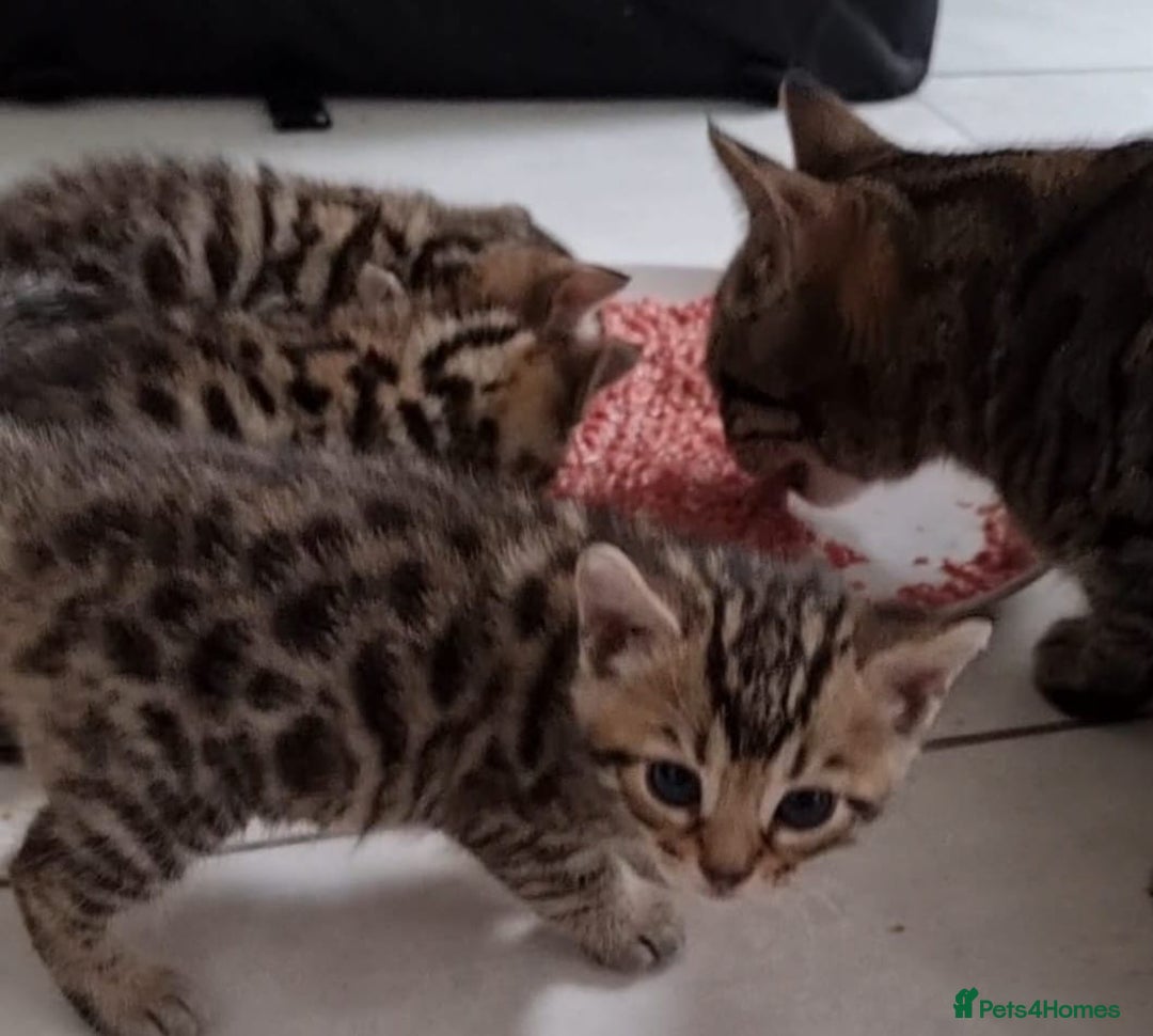 Mixed Breed cats for sale: Cross kittens ready to leave - Image 2
