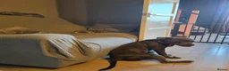 Staffordshire Bull Terrier dogs for sale: Rocco - Advert 32