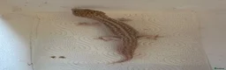 Leopard Gecko reptiles for sale: Leopard geckos for sale  in Nottingham - Advert 9