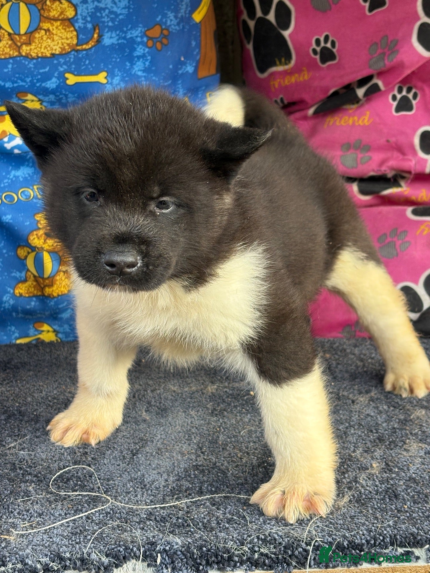 Akita dogs Beautiful American Akita Puppies - Advert 2