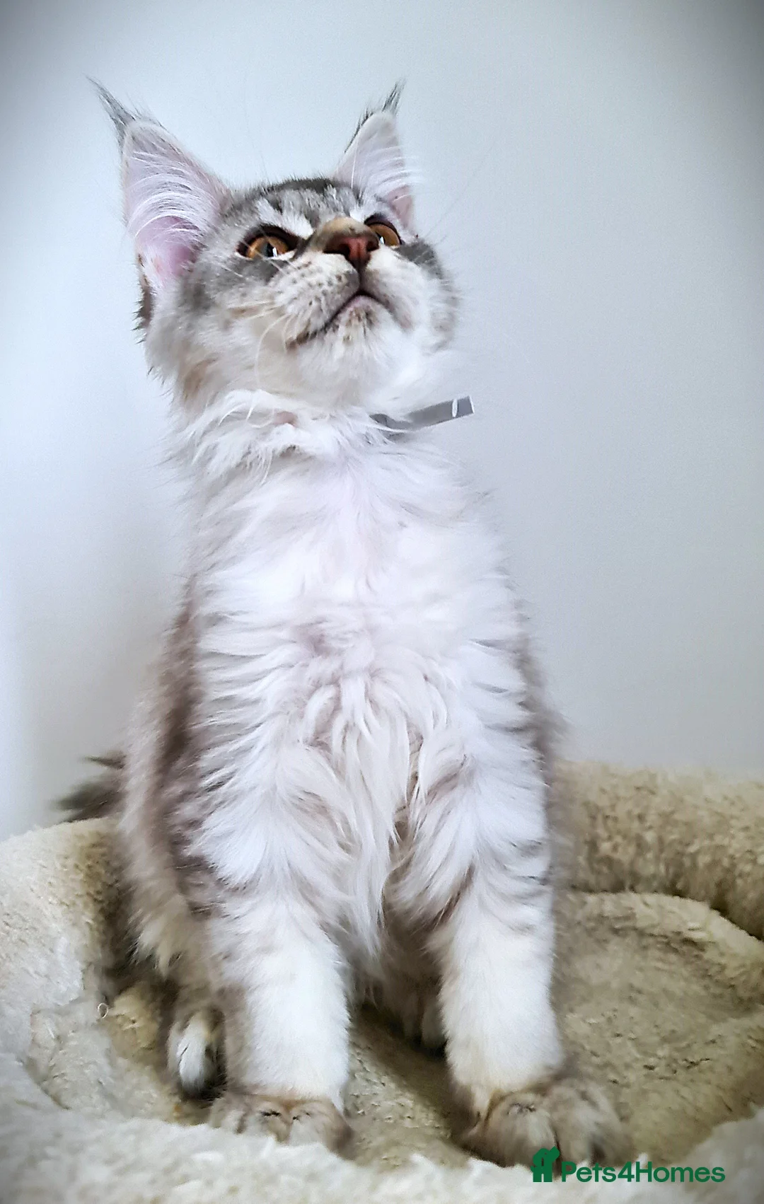 Maine Coon cats for sale: STUNNING 4️⃣ PEDIGREE MAINE COON KITTENS READY ❗❗❗ - Advert 27