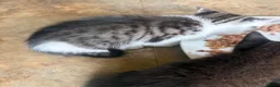 Mixed Breed cats for sale: Kittens  in Preston - Advert 5