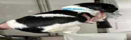 English Springer Spaniel dogs for sale: Outstanding litter looking for fantastic homes - Advert 15