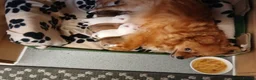 Pomeranian dogs for sale: Pomeranian female & male ready now  - Advert 7