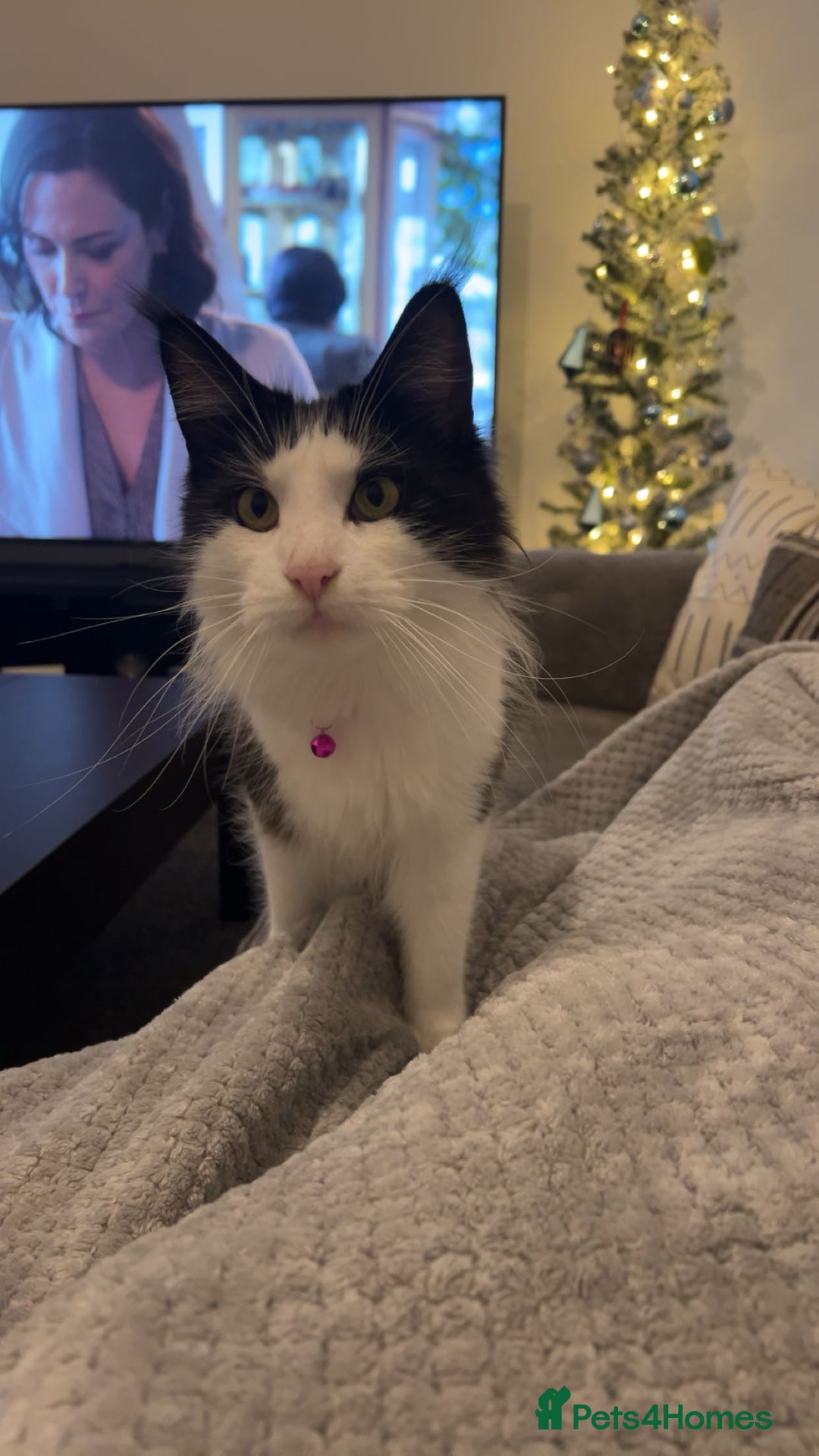 Maine Coon cats for sale: Bagheera - a 4 year old Maine Coon - Advert 2