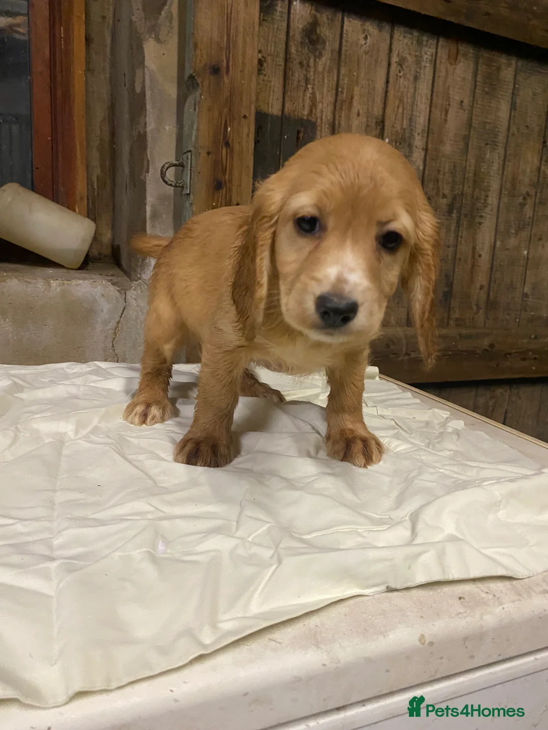 Cocker Spaniel dogs for sale: Working Cocker Spaniels - Advert 5