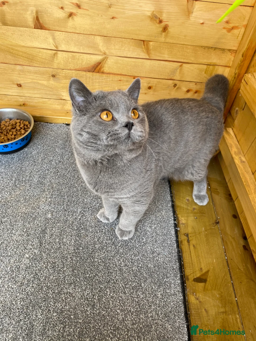 British Shorthair cats for stud: British Shorhair Blue male for stud in Manchester - Advert 4