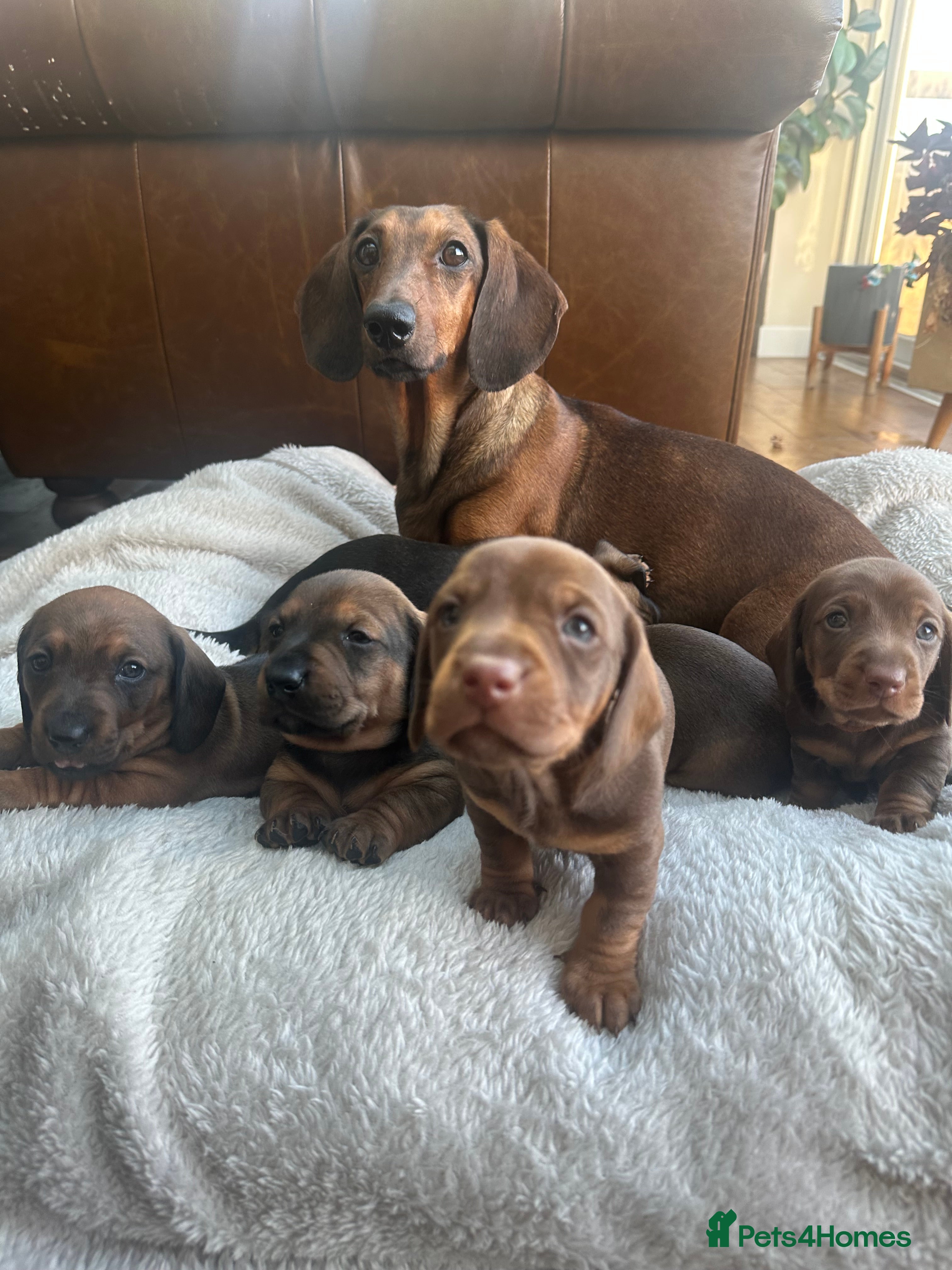 Dachshund dogs 3x Dachshund Puppies - Advert 6