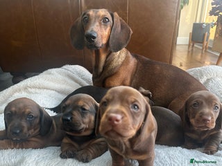 Dachshund dogs 3x Dachshund Puppies - Advert 2