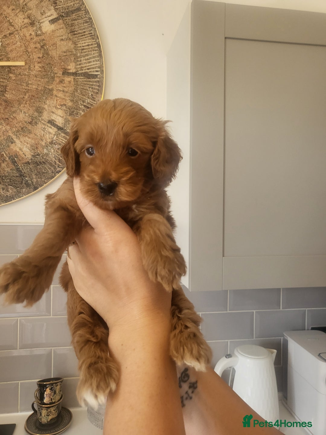 Cockapoo dogs for sale: F1B Cockapoo puppy's x6 stunning colours - Image 12
