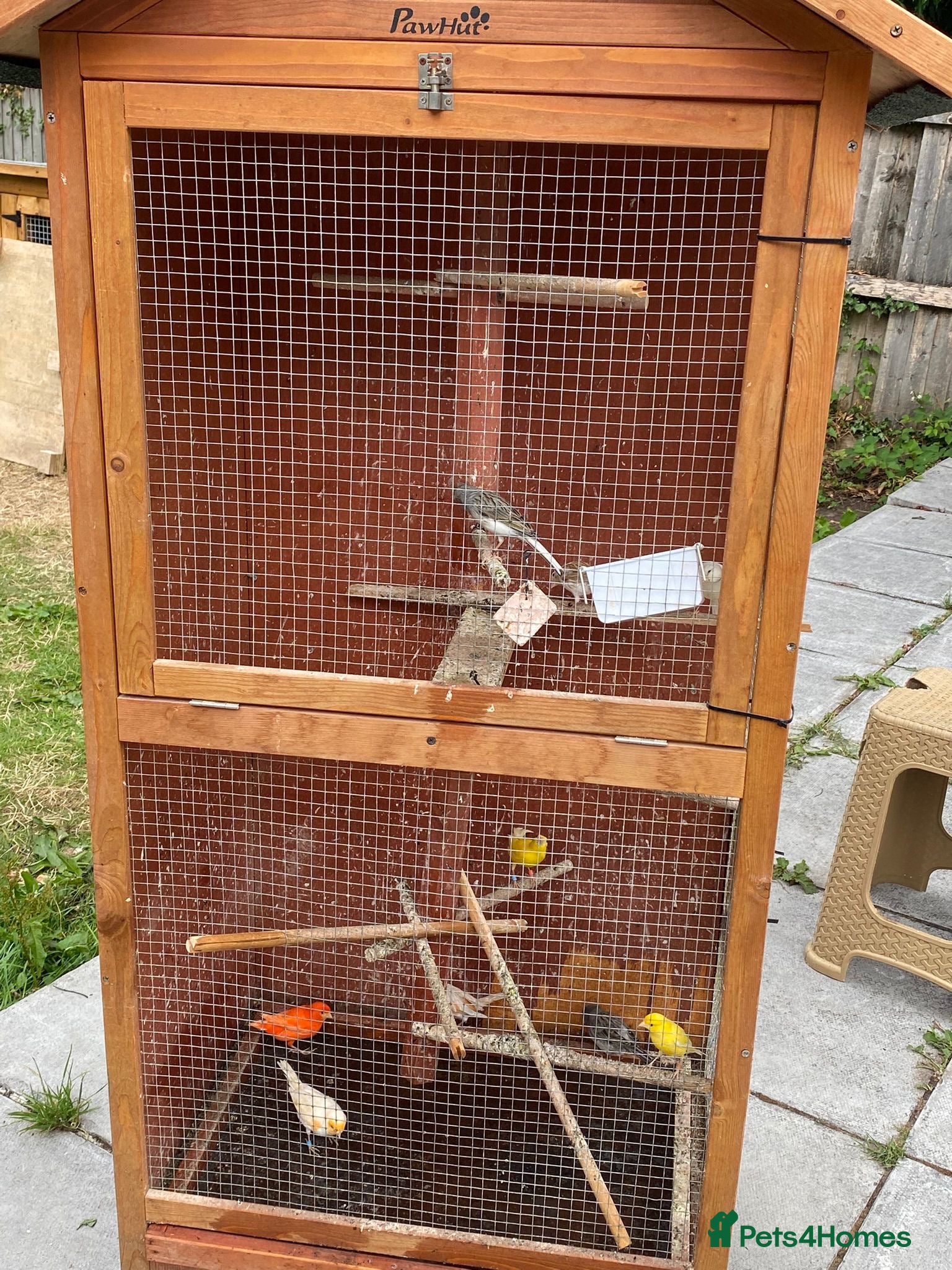 Canaries birds 10 different beautiful singing canaries for sale   - Advert 1