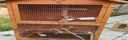 Canaries birds for sale: 10 different beautiful singing canaries for sale   - Advert 1