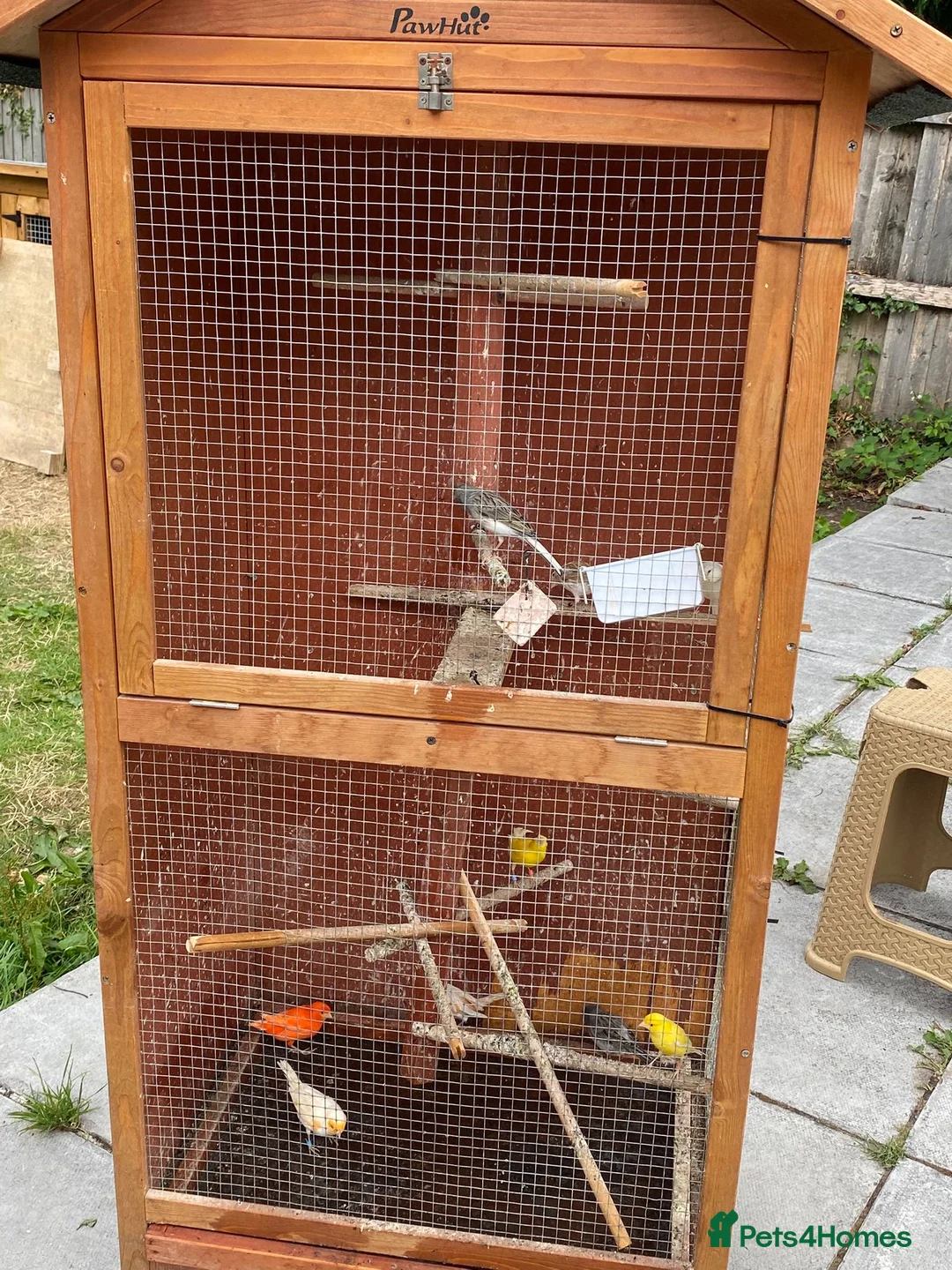 Canaries birds for sale: 10 different beautiful singing canaries for sale   - Advert 1