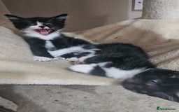 British Shorthair cats for sale: Brittish short hair cross main coon kittens - Image 5