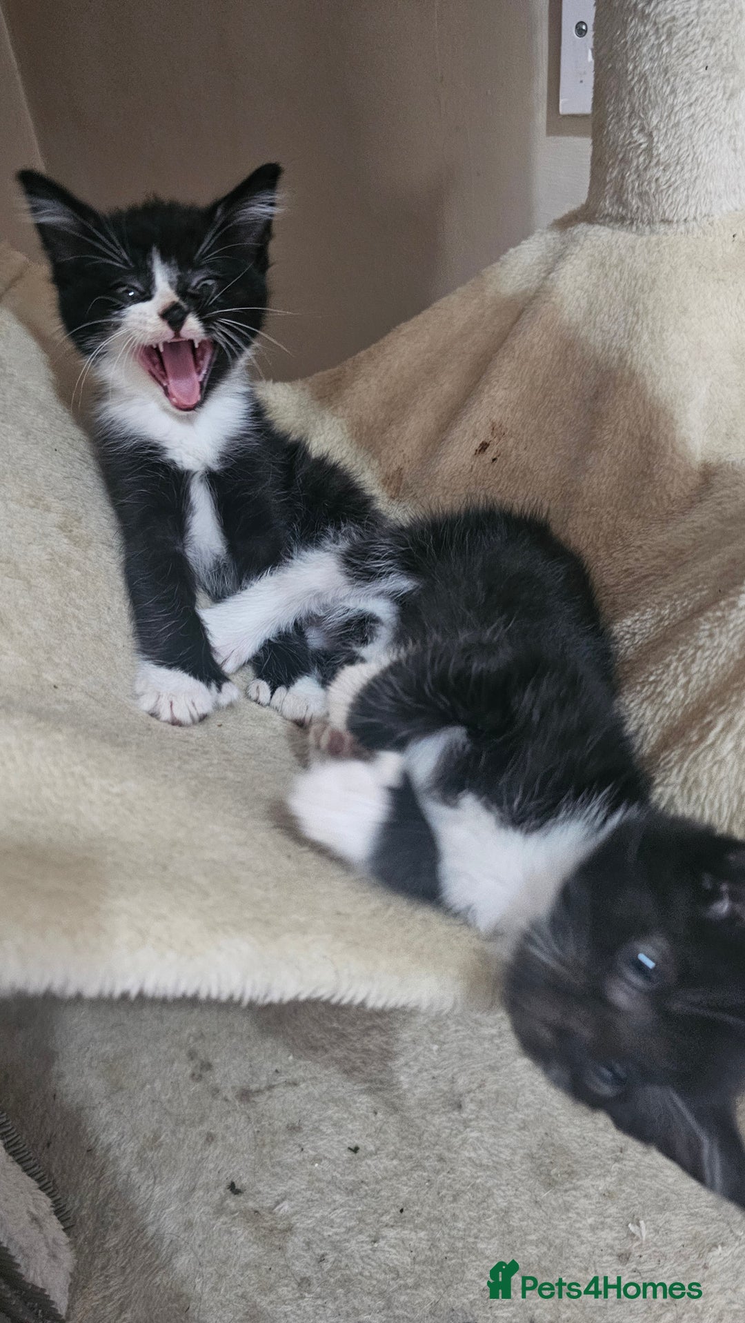 British Shorthair cats for sale: Brittish short hair cross main coon kittens - Image 5