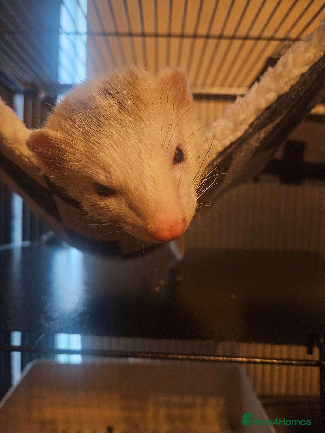 Ferret rodents for sale: Pair of ferrets  - Advert 3