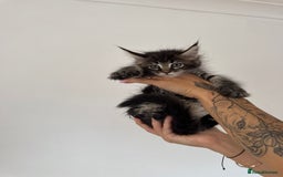 Maine Coon cats for sale: XL pure Maine coon kittens 💖 in Wellingborough - Image 3