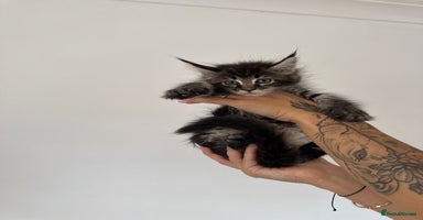 Maine Coon cats in Wellingborough - Advert 6