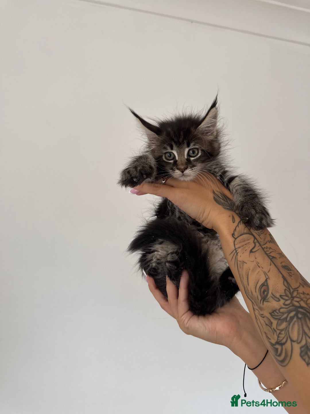 Maine Coon cats for sale: XL pure Maine coon kittens 💖 in Wellingborough - Image 3