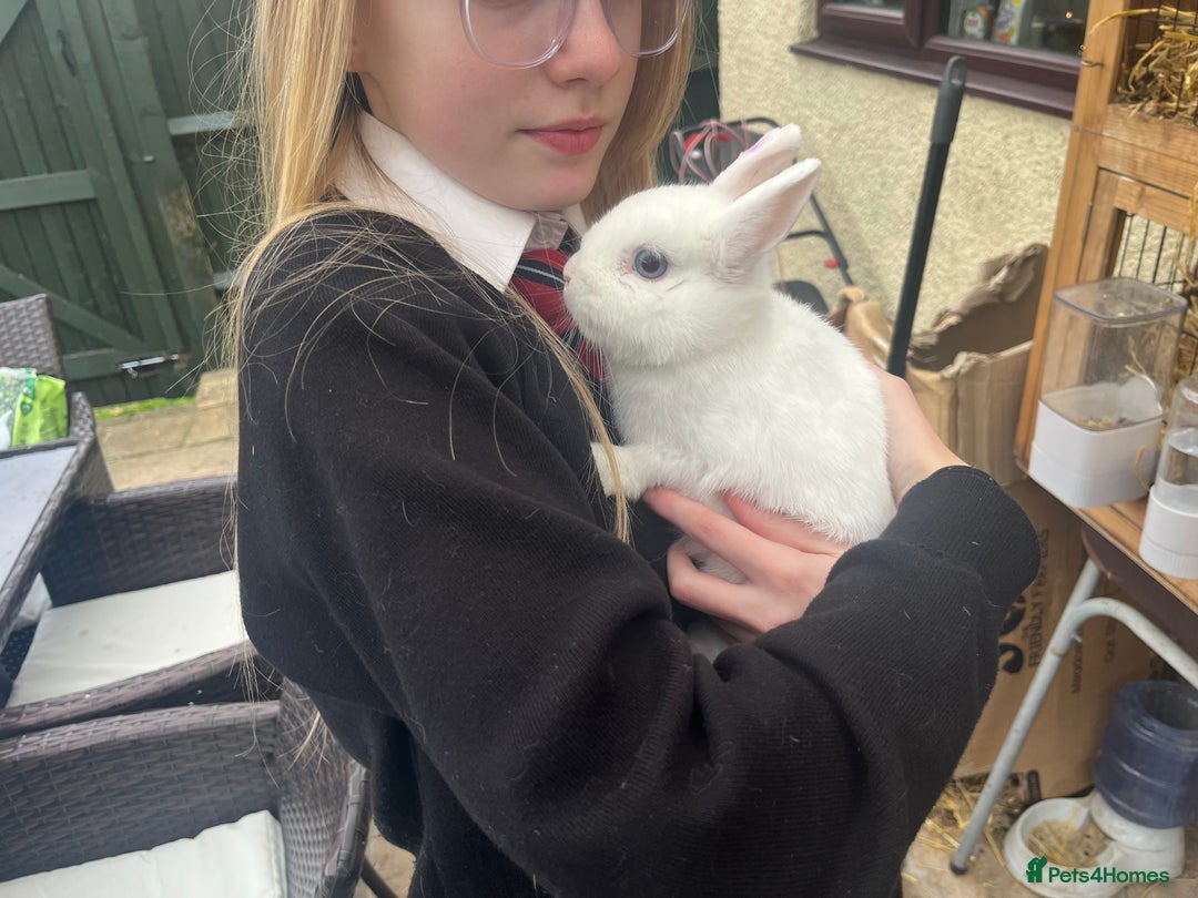 Netherland Dwarf rabbits for sale: Adult bunnies for sale - Image 9