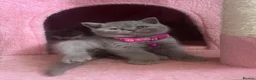 British Shorthair cats for sale: British shorthair kittens for sale - Advert 2