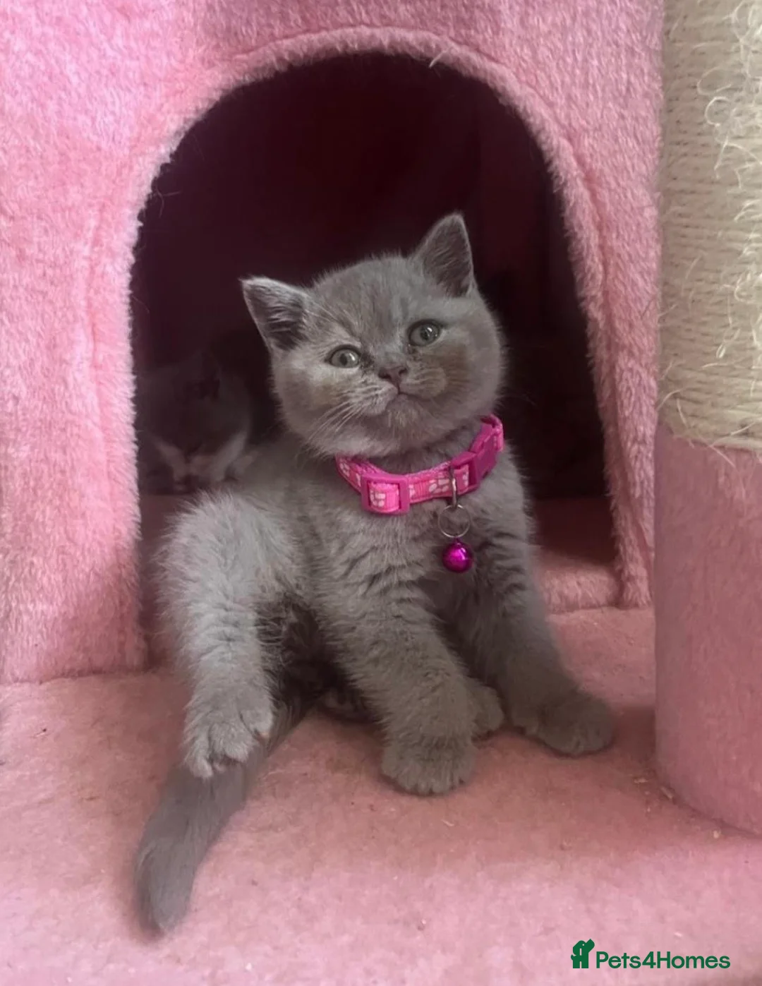 British Shorthair cats for sale: British shorthair kittens for sale - Advert 2
