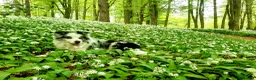 Border Collie dogs for stud: Beautiful Blue Merle looking to Stud him.   - Advert 2