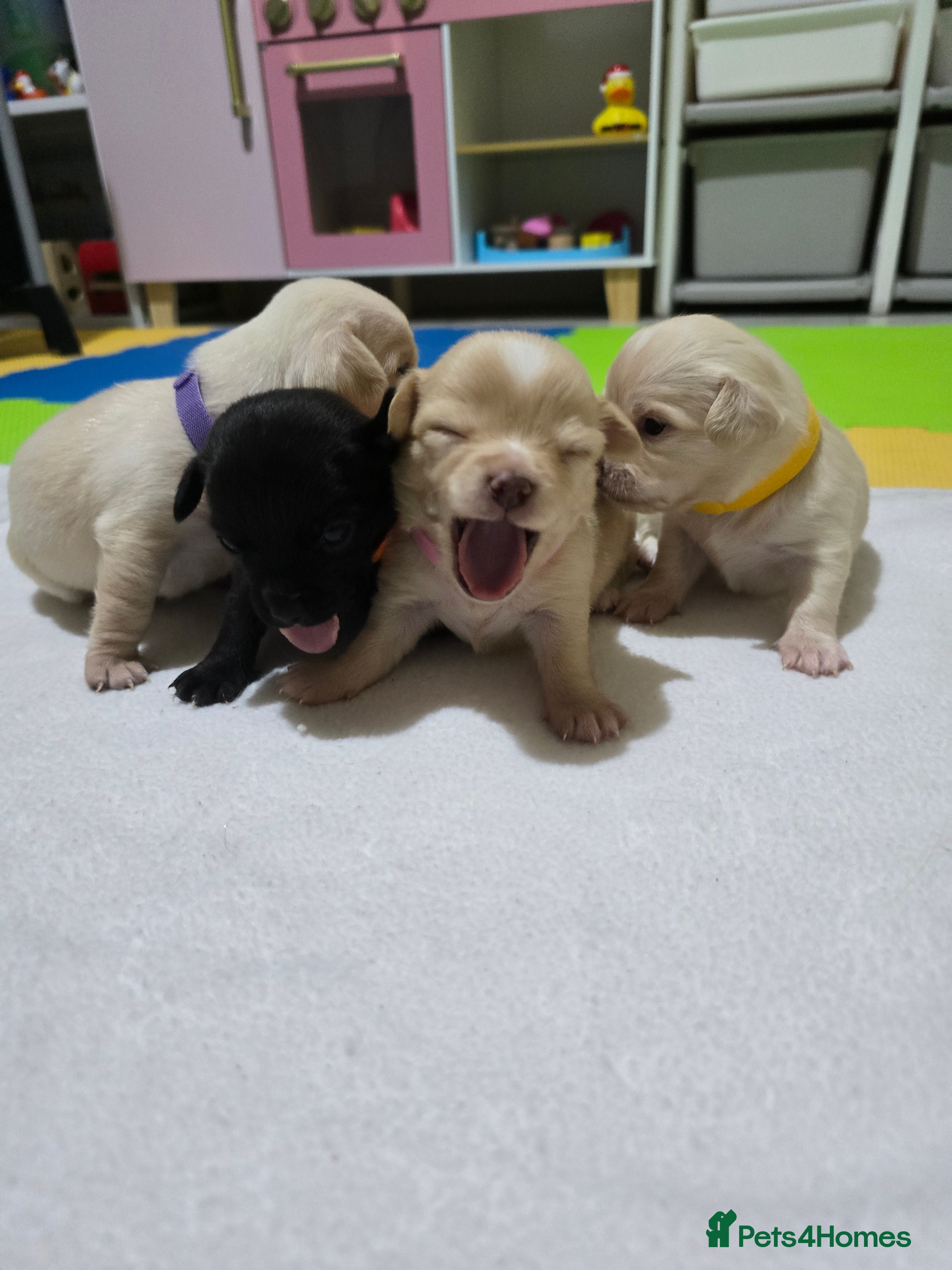 Chihuahua dogs Beautifull Chihuahua Puppies - Advert 17