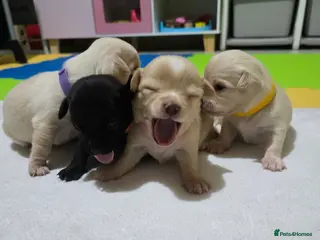 Chihuahua dogs Beautifull Chihuahua Puppies - Advert 3