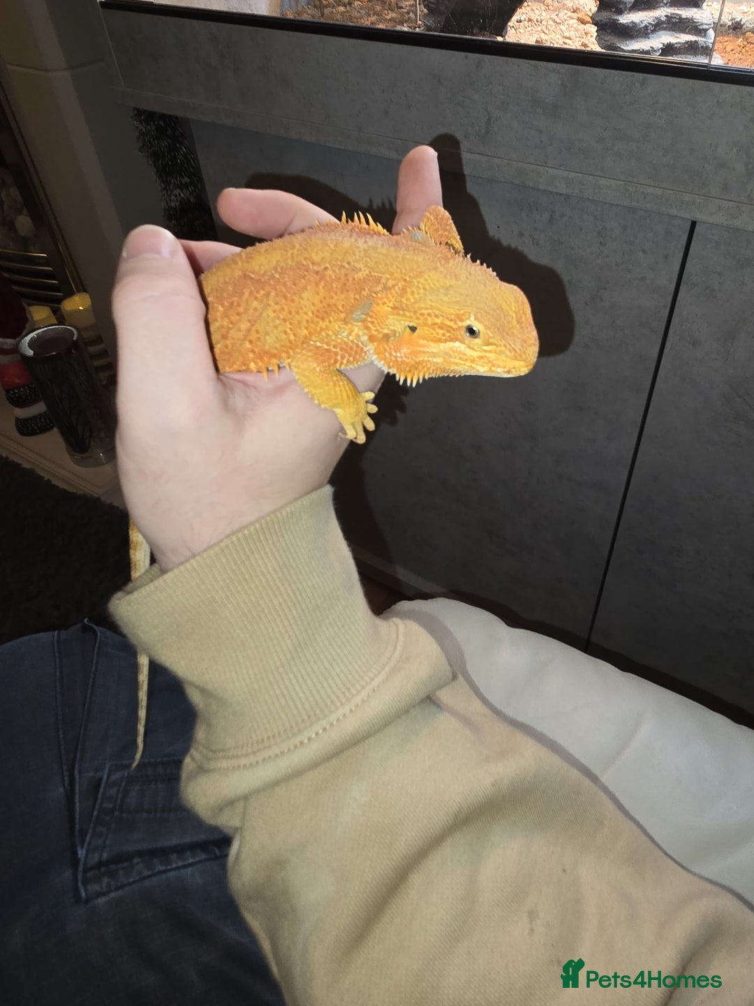 Bearded Dragon reptiles for sale: Bearded Dragon with custom made vivarium  - Advert 6