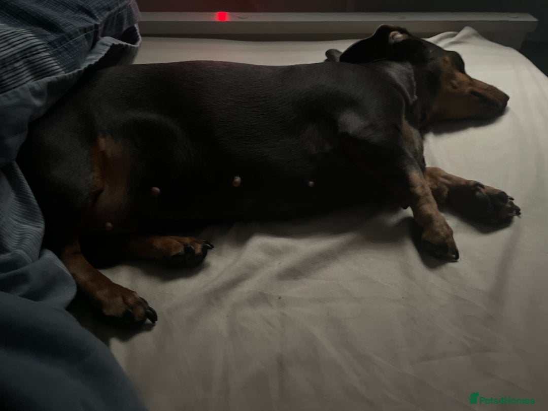 Mixed Breed dogs for sale: Beautiful sausage dog - Image 1