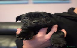 Staffordshire Bull Terrier dogs for sale: Champion Beautiful Black Staffy Puppies  - Image 4