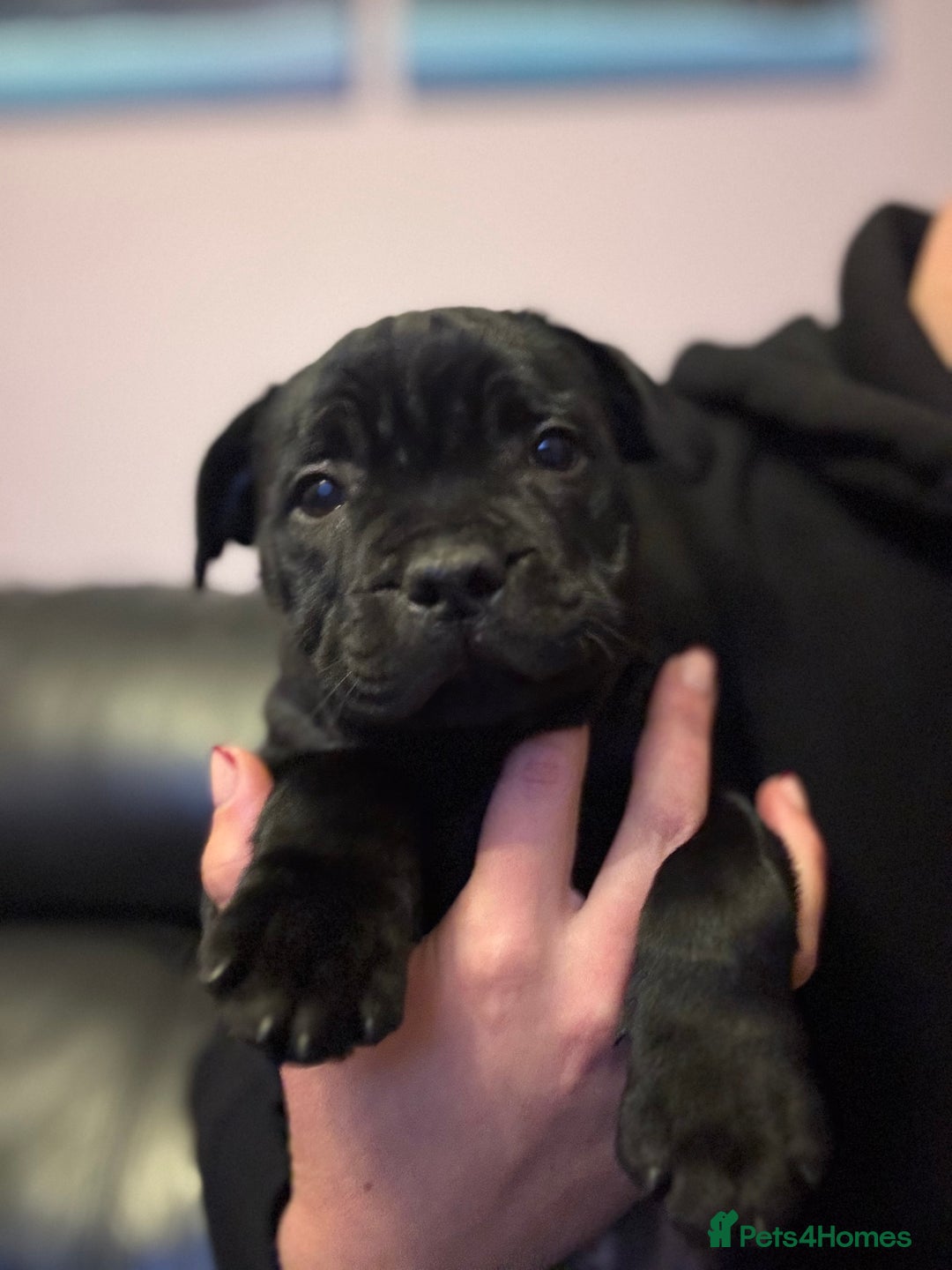 Staffordshire Bull Terrier dogs for sale: Champion Beautiful Black Staffy Puppies  - Image 4