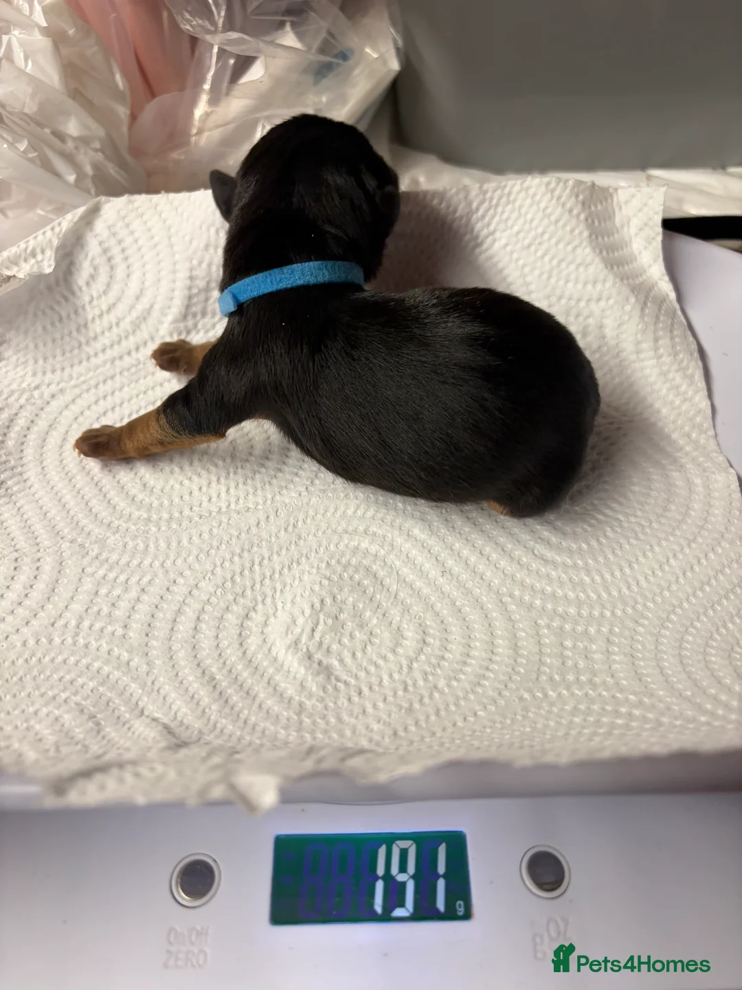 Jack Russell dogs for sale: Jack Russell  - Advert 7