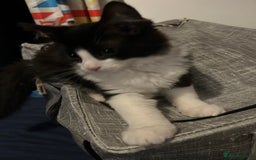 Mixed Breed cats for sale: 1 female kittens for Sale - Advert 27