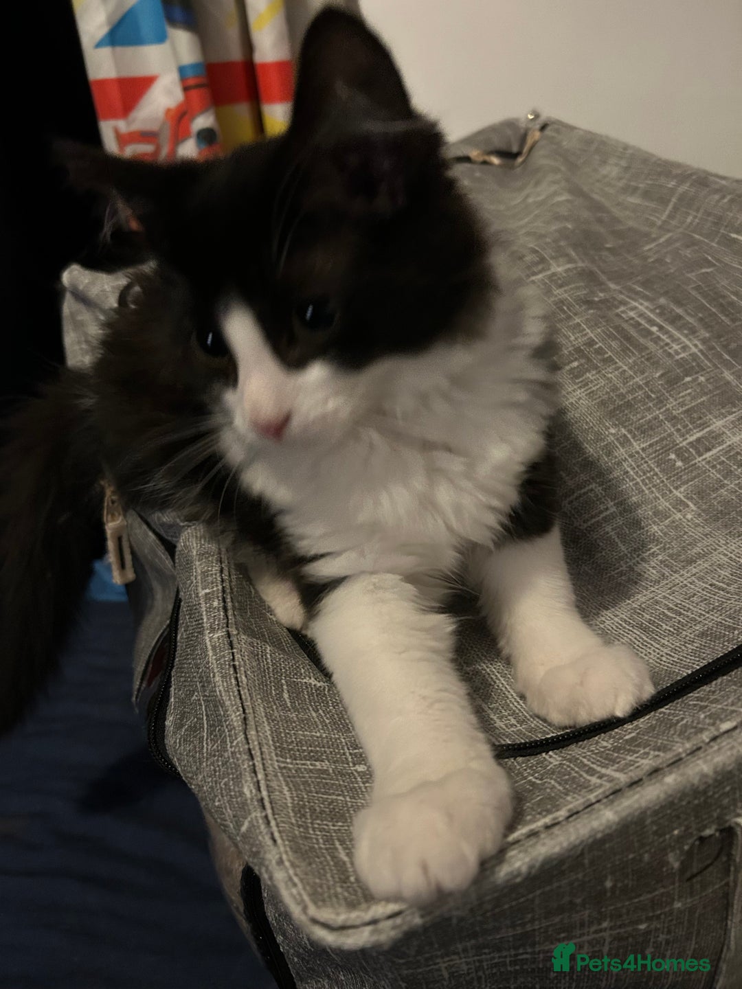 Mixed Breed cats for sale: 1 female kittens for Sale - Advert 27